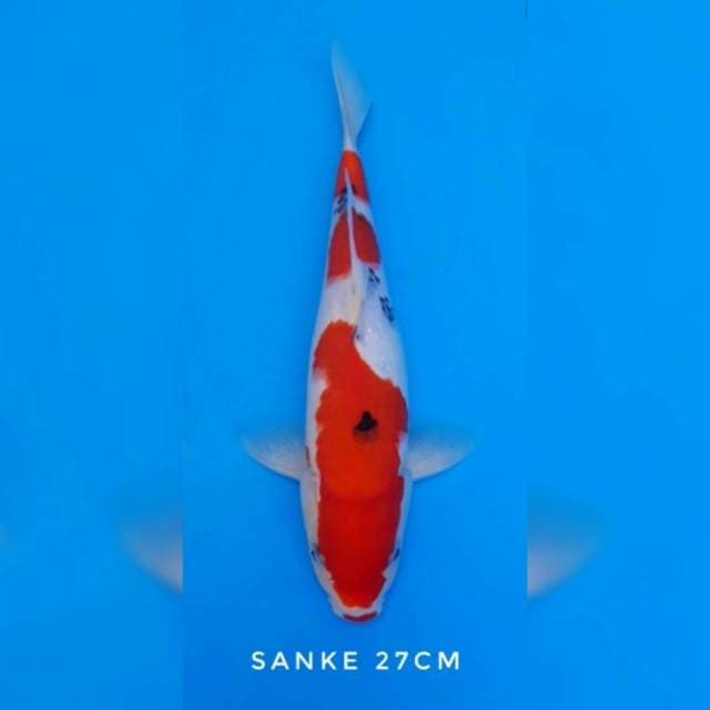 Sanke kucibeni