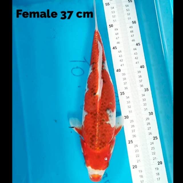 Goshiki 37 cm
