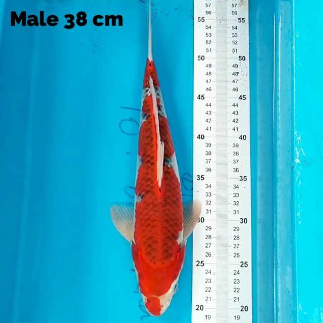 Goshiki 38 cm