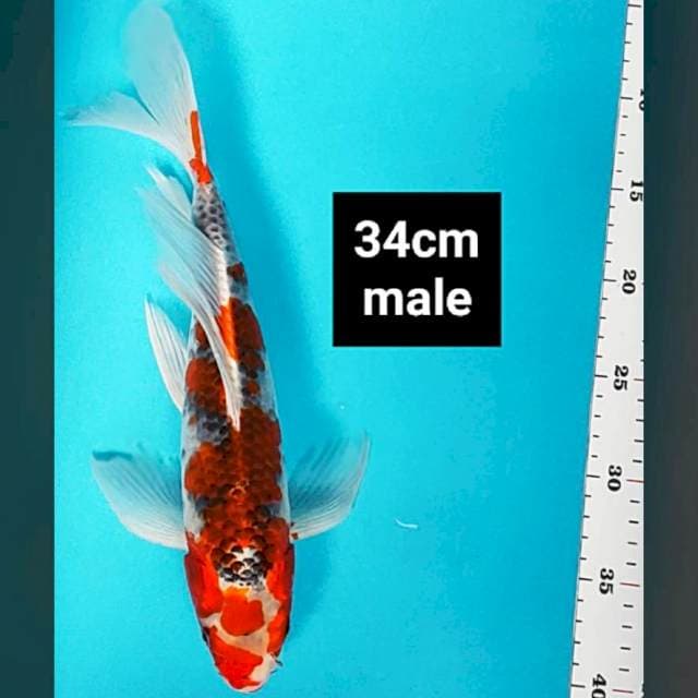 Kumpay goshiki jos 34cm male
