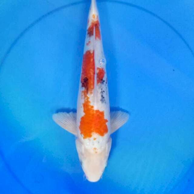 Sanke 38 cm