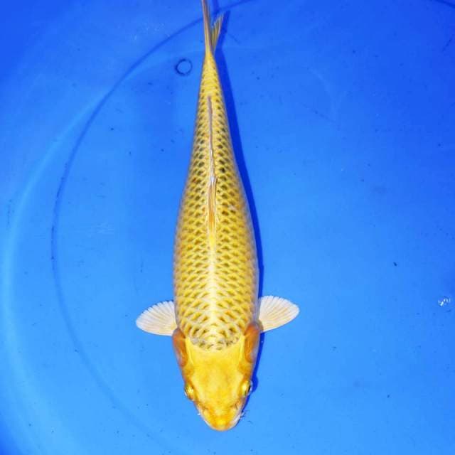 31cm KUNING MATSUBA JINAK