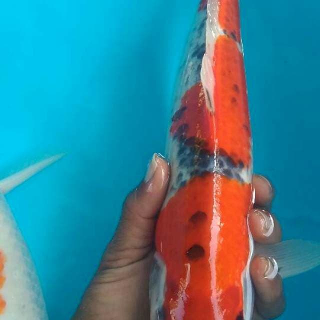 Gosiki 38cm
