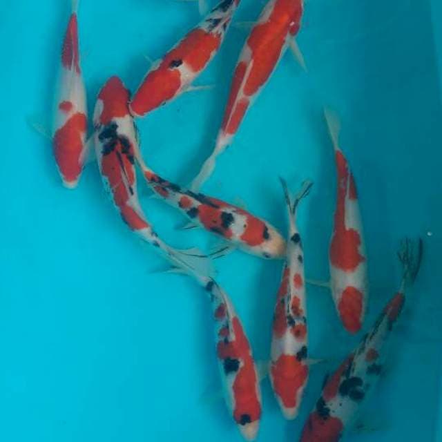 Hq Kohaku Sanke 22-24cm 10ekor