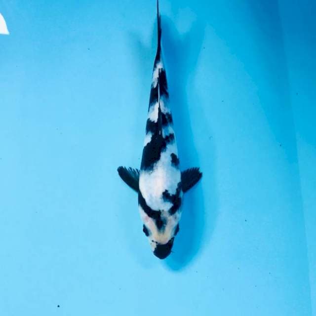 Shiro, 20 cm