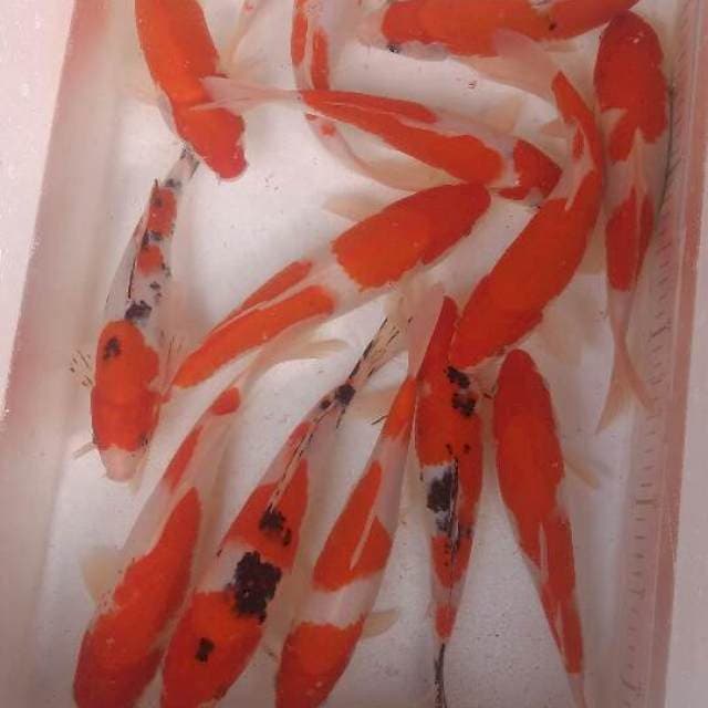 Kohaku Sanke 25-30cm 15 ekor