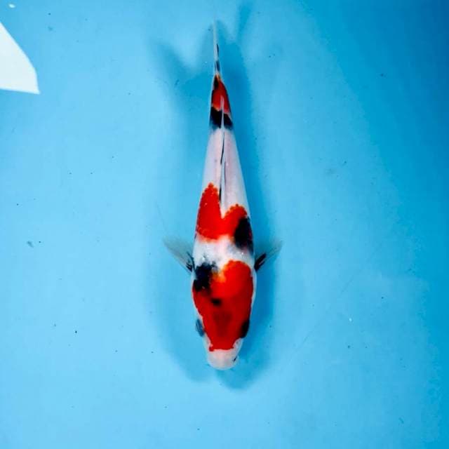 Showa, 21 cm