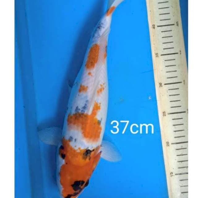 Showa tategoi 37cm