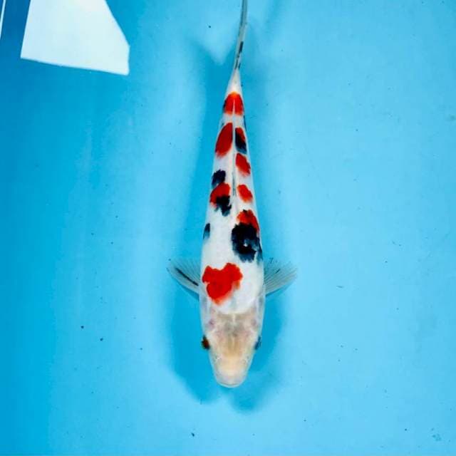 Sanke, 25 cm