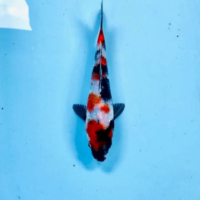 Showa, 20 cm