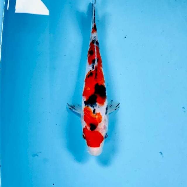 Sanke, 23 cm