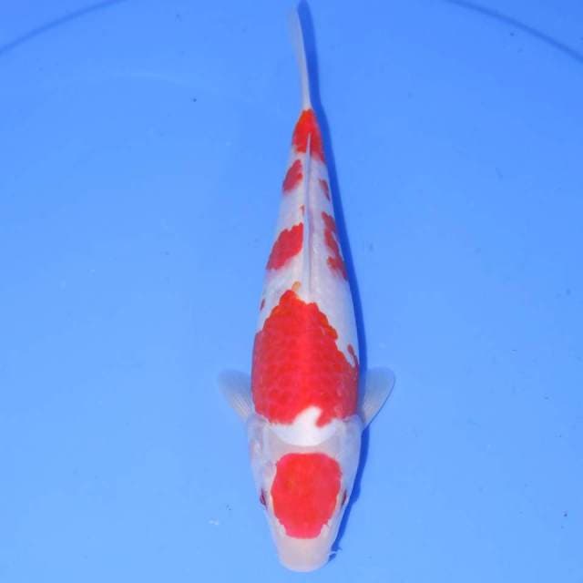 TOKUBETSU MARUTEN SHOWA