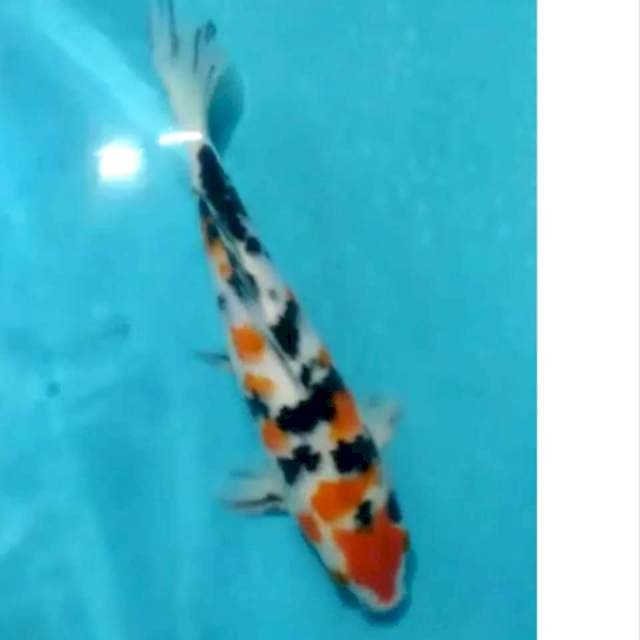 #SANKE #20 CM