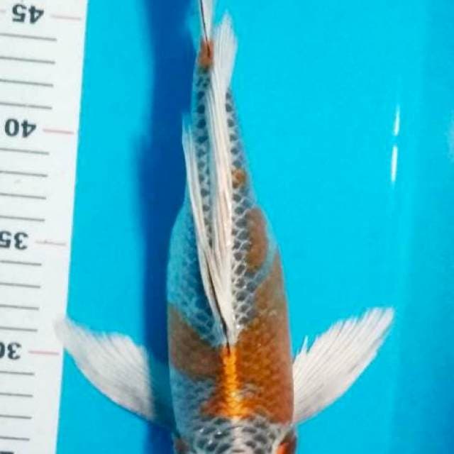 kumpay maruten 33cm