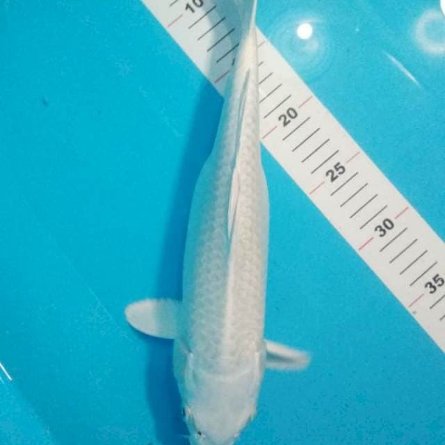 platinum 33cm