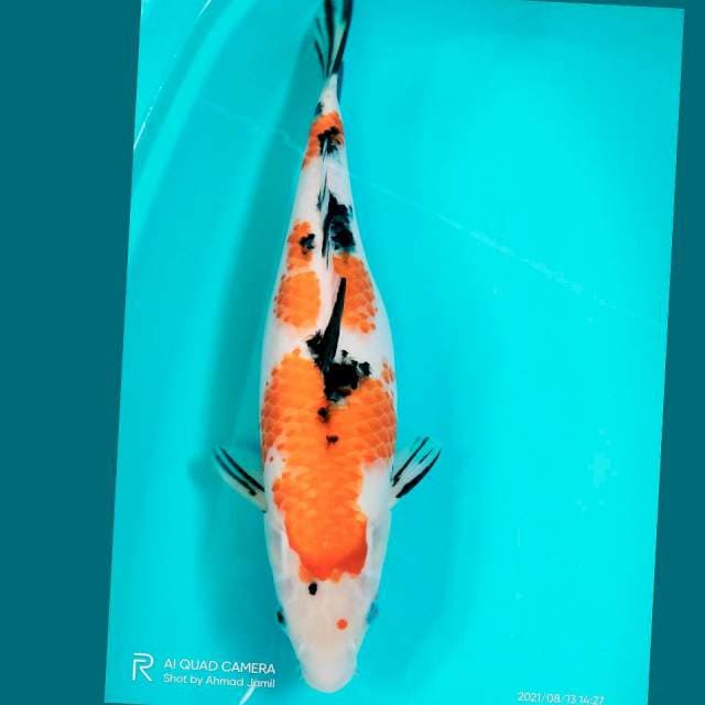 Sanke Jumbo 47cm