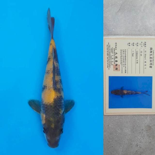 Marusei Ki-Utsuri Certi