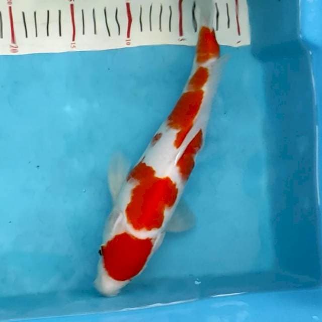 Kohaku