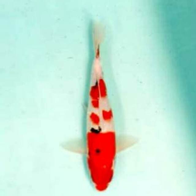 Sanke 30cm...body siip