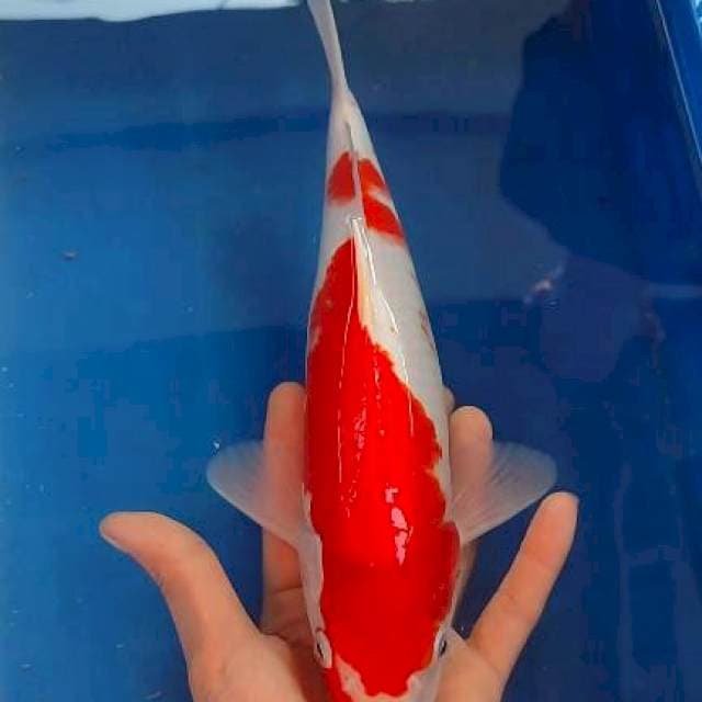 31cm Kohakku Strong
