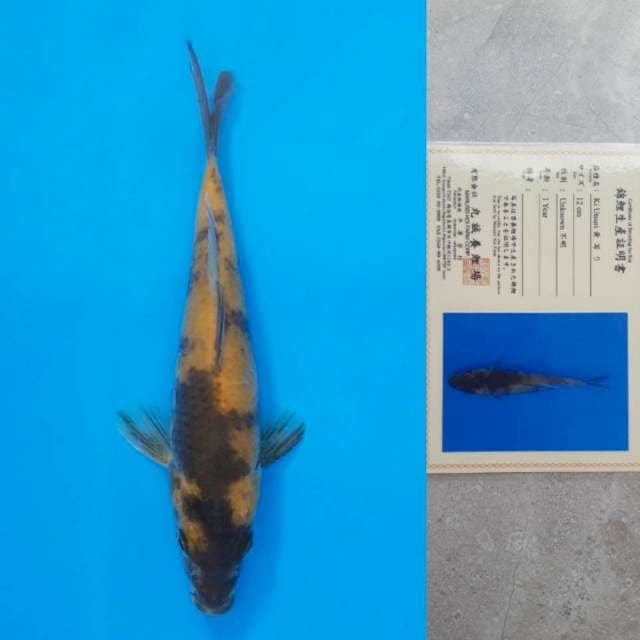 Marusei Ki-utsuri Certi