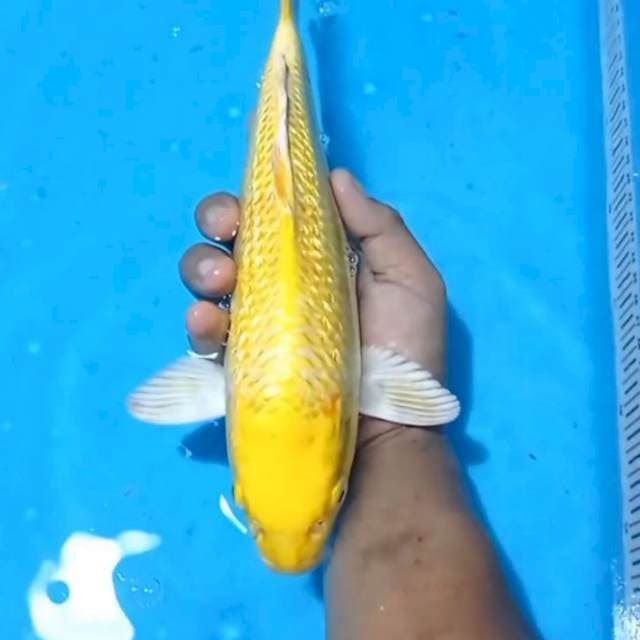 Yamabuki Ogon sdikit bocor ad wrna merah 32cm