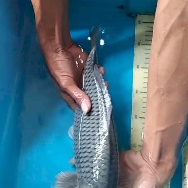 Soragoi bulki 30cm