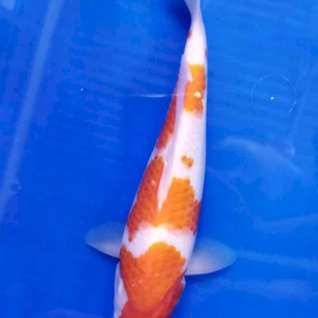 #KOHAKU #23 Cm