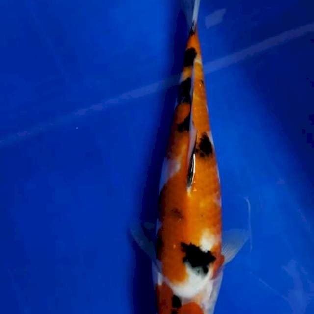# SANKE #25 CM