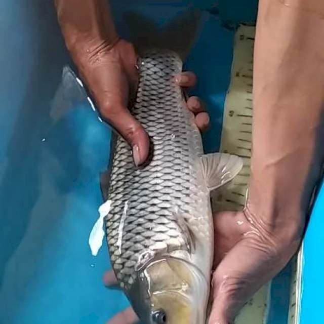 Soragoi 37cm