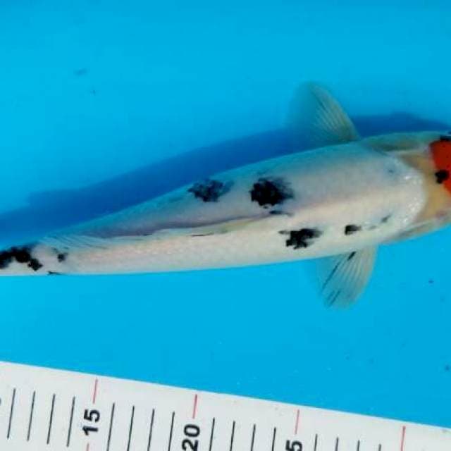 TANCO SANKE 32CM