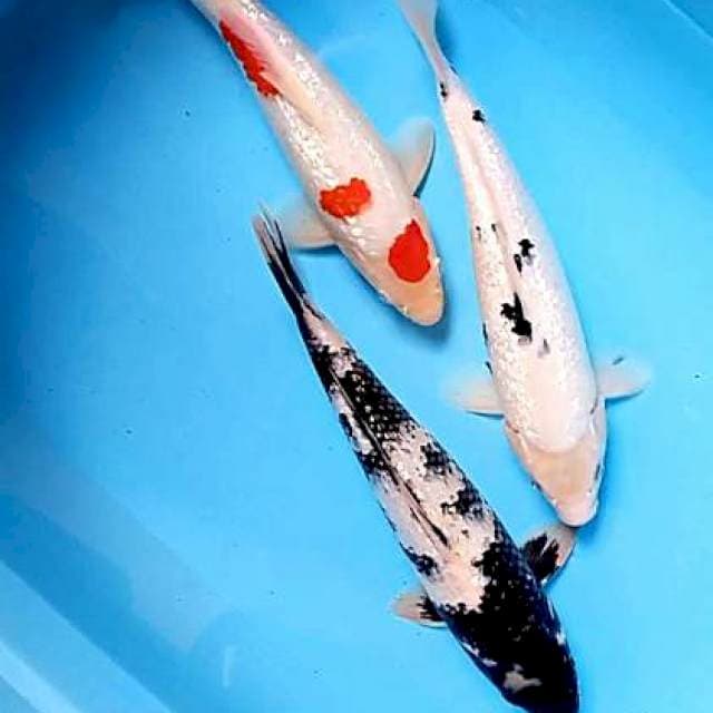 Ginrin 32-34 cm