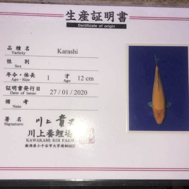 Karashi serti Kawakami Bakat jumbo 51 Male
