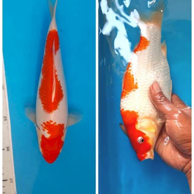 Kohaku 25cm