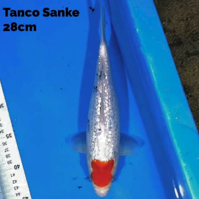Tanco Sanke 28cm