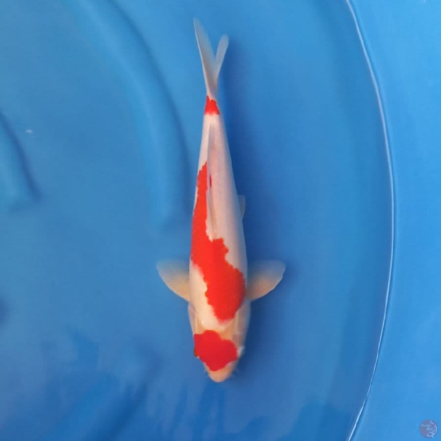 Kohaku Maruten