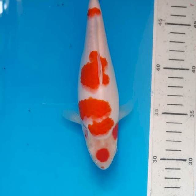 Kohaku maruten 21cm