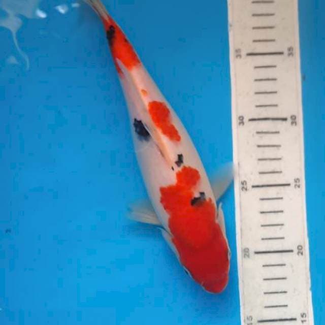 Sanke 26cm