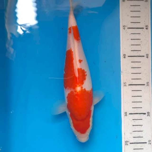Kohaku 25cm