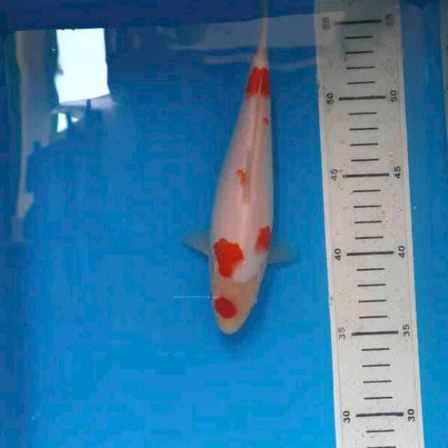 Maruten kohaku 21cm