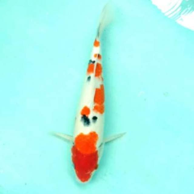 Sanke 40cm....siip