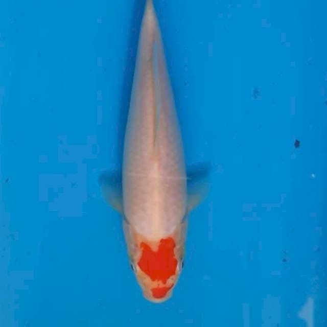 Tancho 19cm
