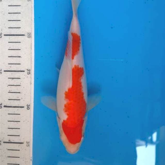 Kohaku 22cm