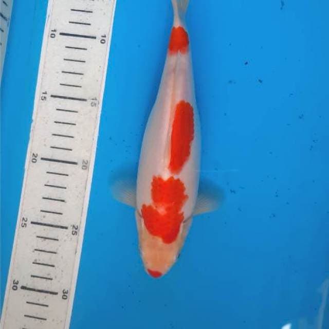 Kucibeni kohaku 22cm