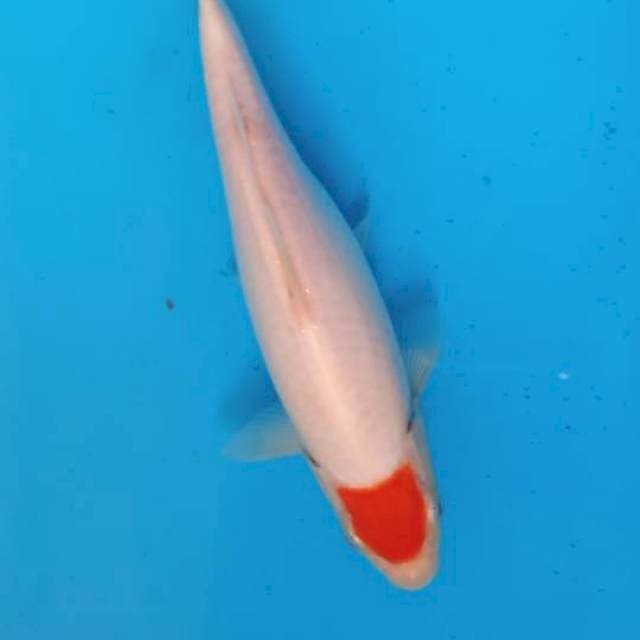 Tancho 17cm