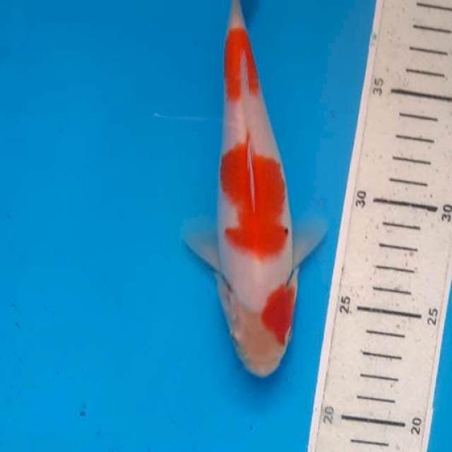 Kohaku 19cm