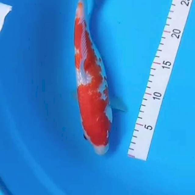 Kohaku gindrin