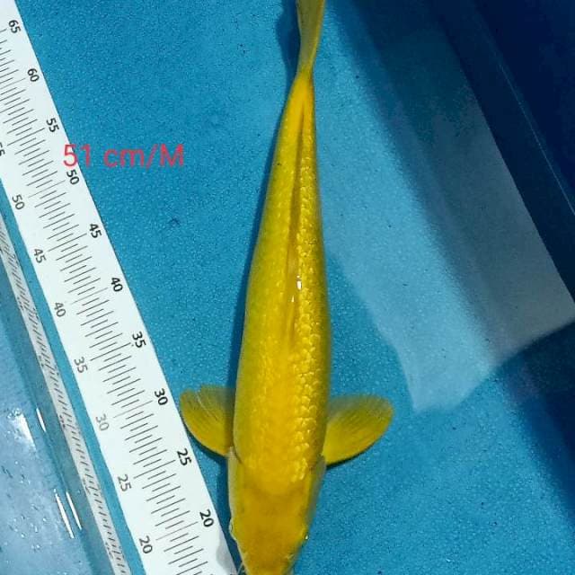 Karashi Jantan 51cm