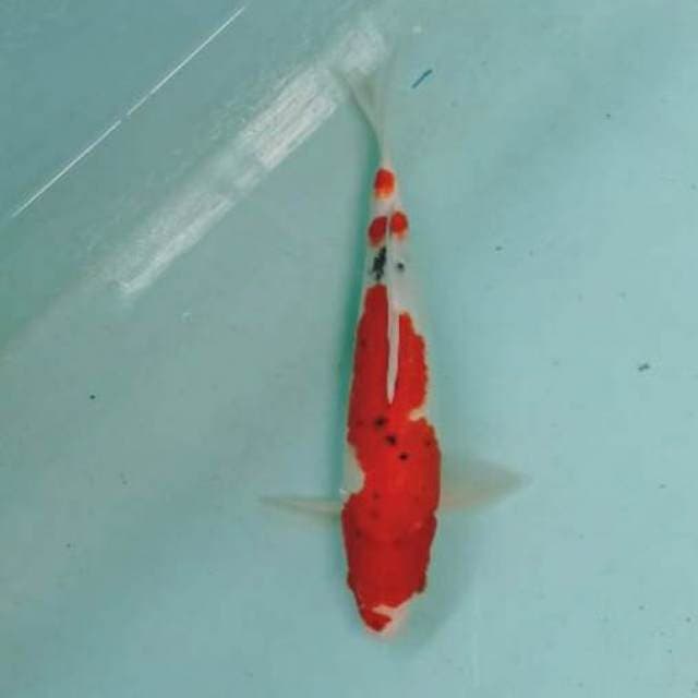 Sanke 35cm