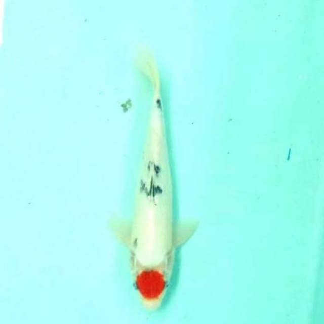 Tancho sanke 34cm